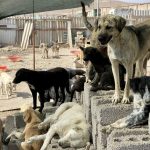 Hayvonlarni himoya qiluvchi zooko’ngillilar Prezidentga murojaat qilishdi: amaldorlar hayvonlarni himoya qilish bo‘yicha farmonlarni e’tiborsiz qoldirmoqda