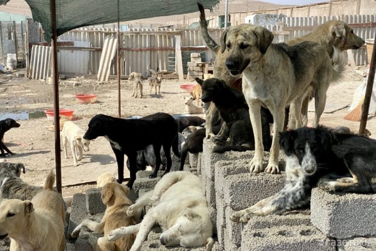 Hayvonlarni himoya qiluvchi zooko’ngillilar Prezidentga murojaat qilishdi: amaldorlar hayvonlarni himoya qilish bo‘yicha farmonlarni e’tiborsiz qoldirmoqda