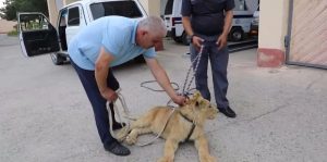Samarqandda sher bolasi davlat muhofazasiga olindi