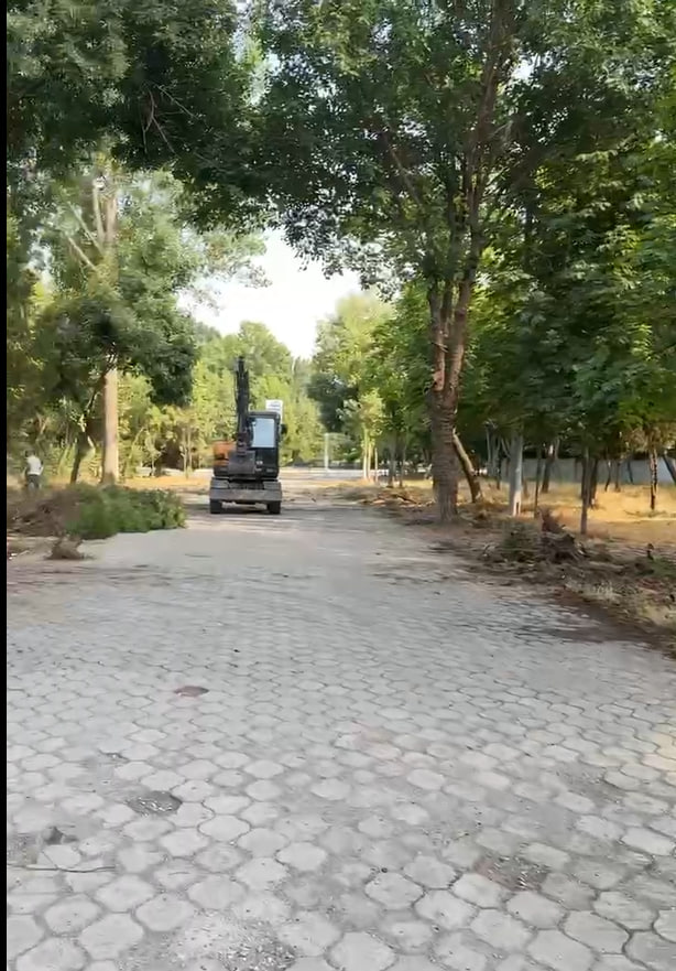 Toshkentda “Lokomotiv” stadioni hududida daraxtlar kesilmoqda